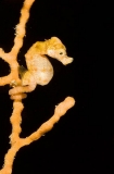 Pygmy Seahorse (Hippocampus denise) Pygmy Seahorse (Hippocampus denise)