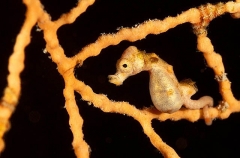 Pygmy Seahorse (Hippocampus denise) Pygmy Seahorse (Hippocampus denise)