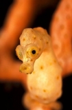 Pygmy Seahorse (Hippocampus denise) Pygmy Seahorse (Hippocampus denise)