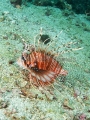 Ragged-finned Lionfish (Pterois antennata) Ragged-finned Lionfish (Pterois antennata)