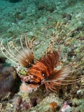 Ragged-finned Lionfish (Pterois antennata) Ragged-finned Lionfish (Pterois antennata)