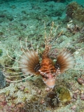 Ragged-finned Lionfish (Pterois antennata) Ragged-finned Lionfish (Pterois antennata)