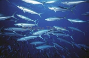 Rainbow Runner (Elegatis bipinnulata) Rainbow Runner (Elegatis bipinnulata)