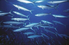 Rainbow Runner (Elegatis bipinnulata) Rainbow Runner (Elegatis bipinnulata)