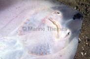 Thornback Skate (Raja lemprieri) Thornback Skate (Raja lemprieri)