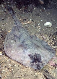 Thornback Skate (Raja lemprieri) Thornback Skate (Raja lemprieri)