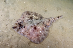 Thornback Skate (Raja lemprieri) Thornback Skate (Raja lemprieri)