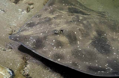 Whitley's Skate (Raja whitleyi) Whitley's Skate (Raja whitleyi)