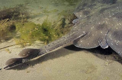 Whitley's Skate (Raja whitleyi) Whitley's Skate (Raja whitleyi)