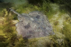 Whitley's Skate (Raja whitleyi) Whitley's Skate (Raja whitleyi)