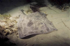 Whitley's Skate (Raja whitleyi) Whitley's Skate (Raja whitleyi)
