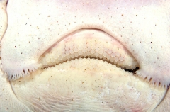 Whitley's Skate (Raja whitleyi) Whitley's Skate (Raja whitleyi)