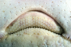 Whitley's Skate (Raja whitleyi) Whitley's Skate (Raja whitleyi)