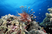 Red Lionfish (Pterois volitans) Red Lionfish (Pterois volitans)