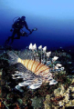 Red Lionfish (Pterois volitans) Red Lionfish (Pterois volitans)