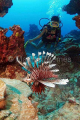 Red Lionfish (Pterois volitans) Red Lionfish (Pterois volitans)