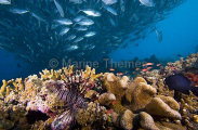 Red Lionfish (Pterois volitans)