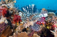 Red Lionfish (Pterois volitans)