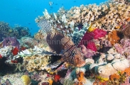 Red Lionfish (Pterois volitans) Red Lionfish (Pterois volitans)