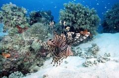Red Lionfish (Pterois volitans) Red Lionfish (Pterois volitans)