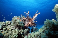 Red Lionfish (Pterois volitans) Red Lionfish (Pterois volitans)