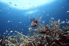 Red Lionfish (Pterois volitans) Red Lionfish (Pterois volitans)