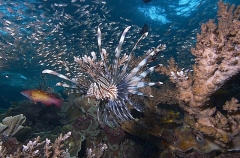 Red Lionfish (Pterois volitans) Red Lionfish (Pterois volitans)