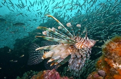 Red Lionfish (Pterois volitans) Red Lionfish (Pterois volitans)