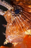 Red Lionfish (Pterois volitans) Red Lionfish (Pterois volitans)