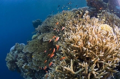 Acropora Corals (Acroporidae) Acropora Corals (Acroporidae)