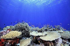 Reef top with hard corals, Scalefin Anthias (Pseudanthias squamipinnis) Reef top with hard corals, Scalefin Anthias (Pseudanthias squamipinnis)