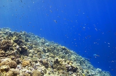 Various coral species growing on shoulder of coral reef. Various coral species growing on shoulder of coral reef.