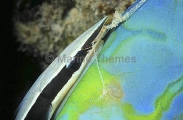 Slender Suckerfish (Echeneis naucrates)