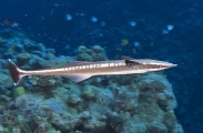 Slender Suckerfish (Echeneis naucrates) Slender Suckerfish (Echeneis naucrates)
