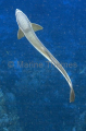 Slender Suckerfish (Echeneis naucrates) Slender Suckerfish (Echeneis naucrates)