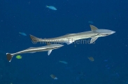 Slender Suckerfish (Echeneis naucrates) Slender Suckerfish (Echeneis naucrates)
