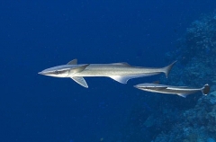Slender Suckerfish (Echeneis naucrates) Slender Suckerfish (Echeneis naucrates)
