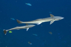 Slender Suckerfish (Echeneis naucrates) Slender Suckerfish (Echeneis naucrates)