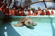 Loggerhead Turtle (Caretta caretta) Loggerhead Turtle (Caretta caretta)