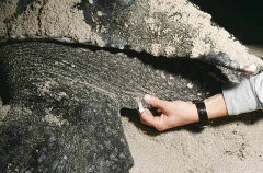 Leatherback Turtle (Dermochelys coriacea) Leatherback Turtle (Dermochelys coriacea)