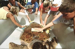 Loggerhead Turtle (Caretta caretta) Loggerhead Turtle (Caretta caretta)