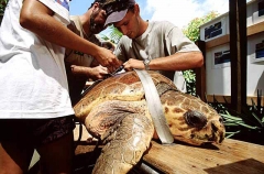 Loggerhead Turtle (Caretta caretta) Loggerhead Turtle (Caretta caretta)