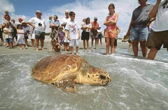 Loggerhead Turtle (Caretta caretta) Loggerhead Turtle (Caretta caretta)