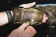 Researcher with egg cases of Longnose Skate (Raja Rhina) Researcher with egg cases of Longnose Skate (Raja Rhina)