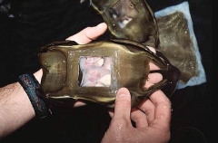 Researcher with egg cases of Longnose Skate (Raja Rhina)