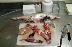 Elephant Fish Chimaera (Callorhinchus milii) Elephant Fish Chimaera (Callorhinchus milii)