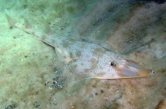Atlantic Guitarfish (Rhinobatos lentiginosus) Atlantic Guitarfish (Rhinobatos lentiginosus)