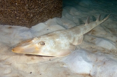 Atlantic Guitarfish (Rhinobatos lentiginosus) Atlantic Guitarfish (Rhinobatos lentiginosus)