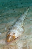 Atlantic Guitarfish (Rhinobatos lentiginosus) Atlantic Guitarfish (Rhinobatos lentiginosus)