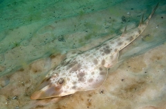 Atlantic Guitarfish (Rhinobatos lentiginosus) Atlantic Guitarfish (Rhinobatos lentiginosus)
